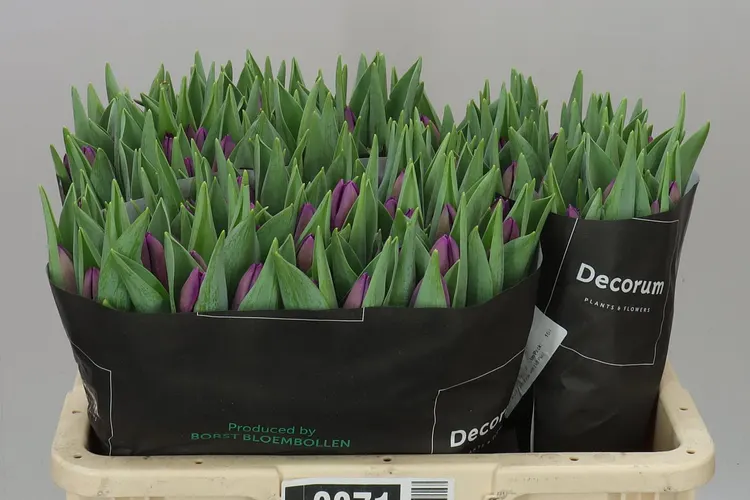 Tulipán jednoduchý Bullit 36 cm
