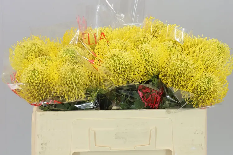 Leucospermum High Gold 50 cm