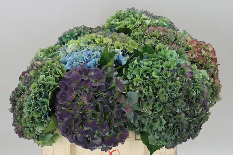 Hortenzia Parade Classic 55 cm