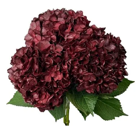 Hyd. Burgundy Air. Box Ex 60 cm