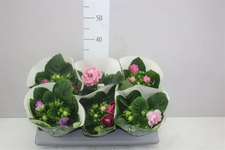 Sinningia Sonata Gemengd črepník 13 cm