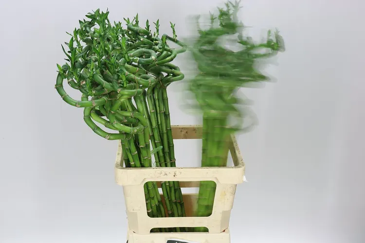 Lucky Bamboo Twisted 70 cm