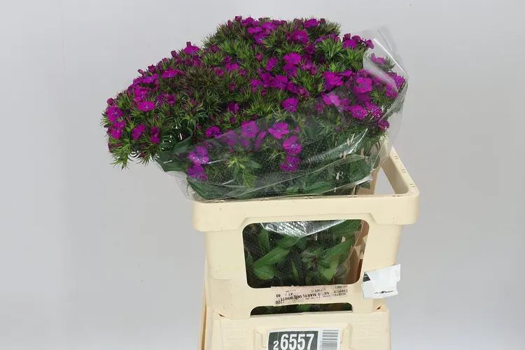 Di Barb Neon Purple 60 cm