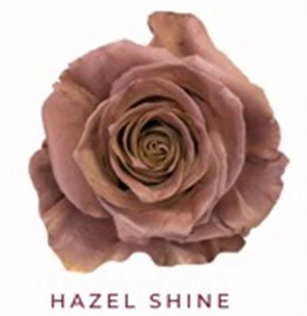 Ruža farbená Hazel Shine, Ekvádor 50 cm