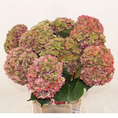 Hyd Rodeo Classic 60 cm