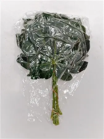 Aralia Medium Vacuum X5 40 cm