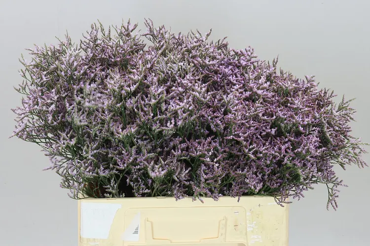 Limónium Saf Lilac 60 cm