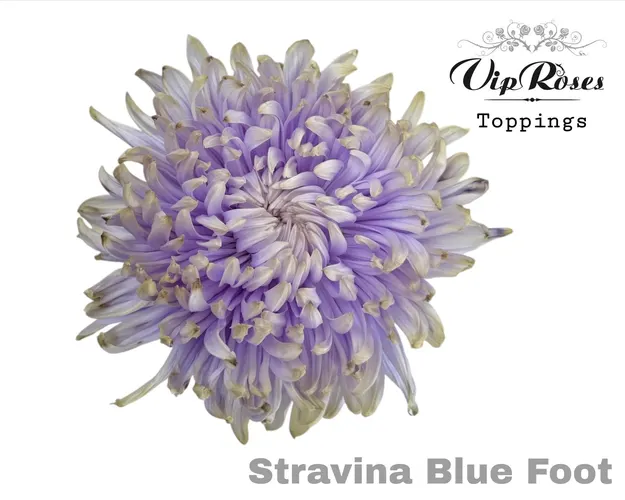 Chryzantéma veľkokvetá Stravina Blue Foot 65 cm