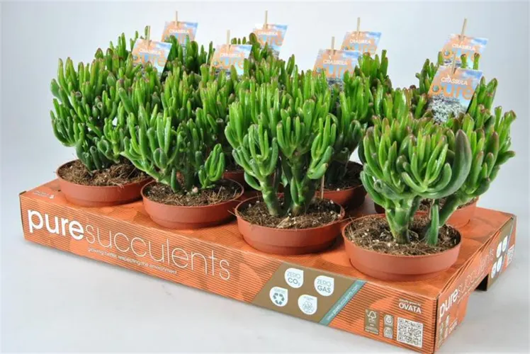 Crassula Hobbit črepník 12 cm