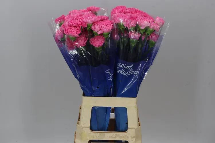 Karafiáty (Carnation)