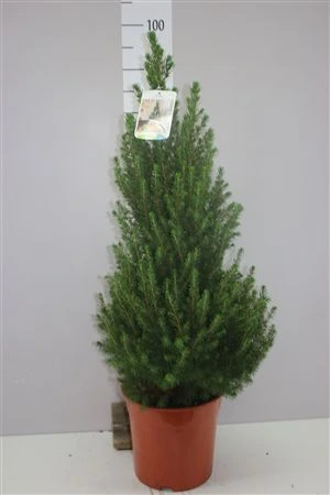 Picea Gl Conica X črepník 24 cm