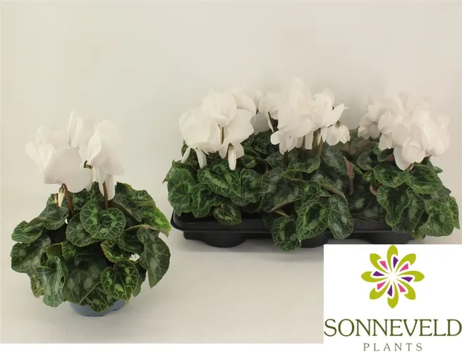 Cyclamen Gr Halios Wit črepník 13 cm