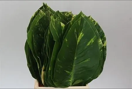 Scindapsus Leaf 50 cm