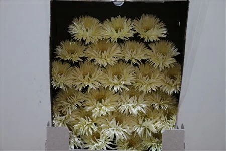 Germini Diamond Spider Creamy 55 cm