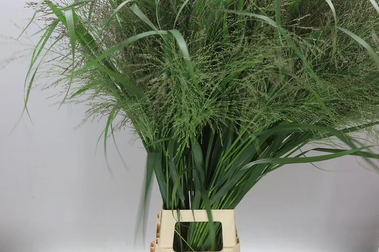Panicum Dallas Blues 125 cm