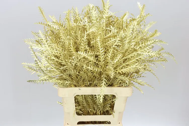 Ivanhoe Gold 60 cm
