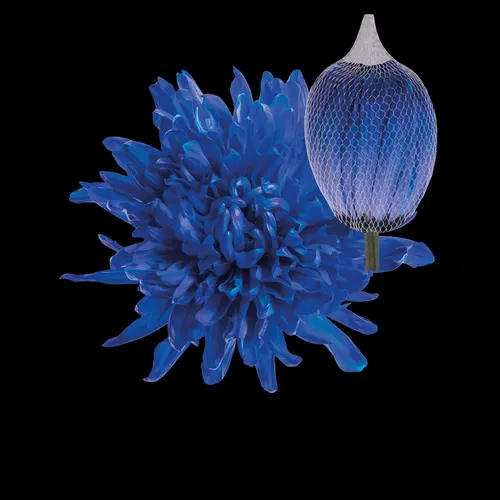 Chr G Antonov Blue 70 cm