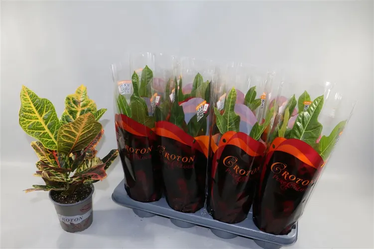 Codiaeum Excellent črepník 13 cm