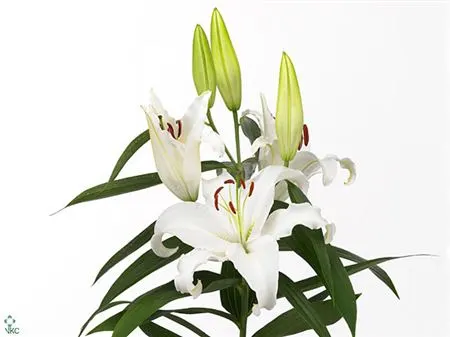 Lil Or Universe Ex 90 cm