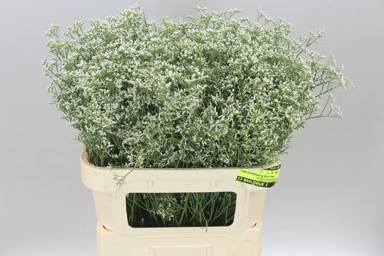 Limónium Casp White Neto 80 cm