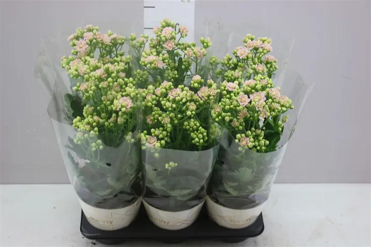 Kalanchoe Sunny Bright Pink črepník 14 cm