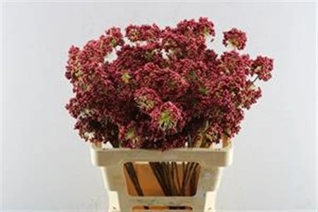 Berries Tros Red, sušené 60 cm