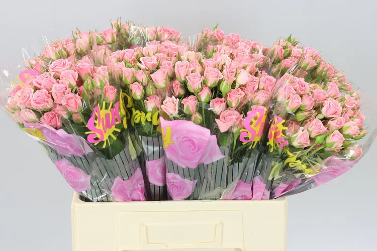 Rosa Tr Odilia 60 cm
