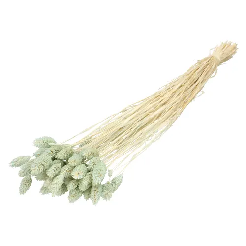 Sušený kvet Phalaris modrá 70 cm