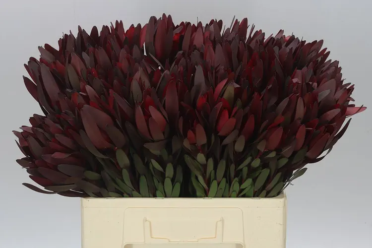 Leucadendron Safari Sunset 40 cm