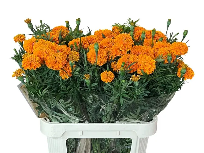 Tagetes Promise Orange A2 80 cm