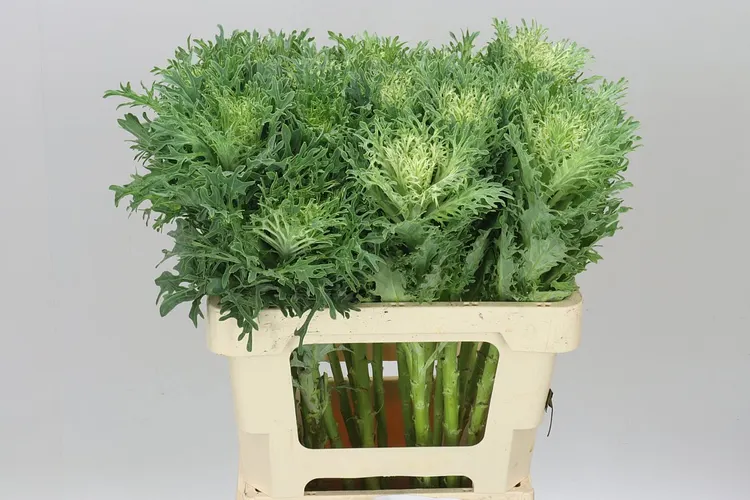 Okrasná kapusta King 60 cm
