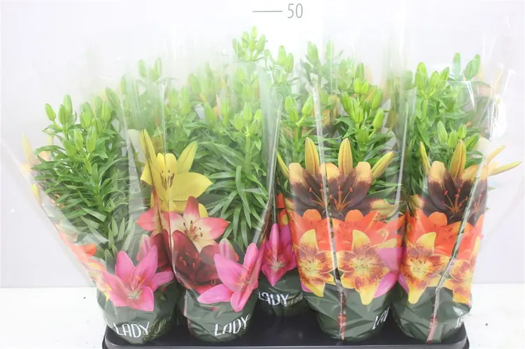 Lil Az Bicolor 3pp Purple Orange črepník 13 cm