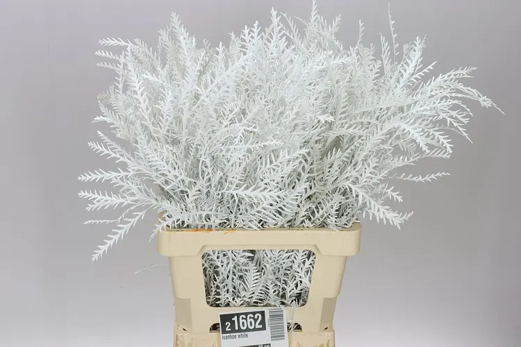 Ivanhoe White 60 cm