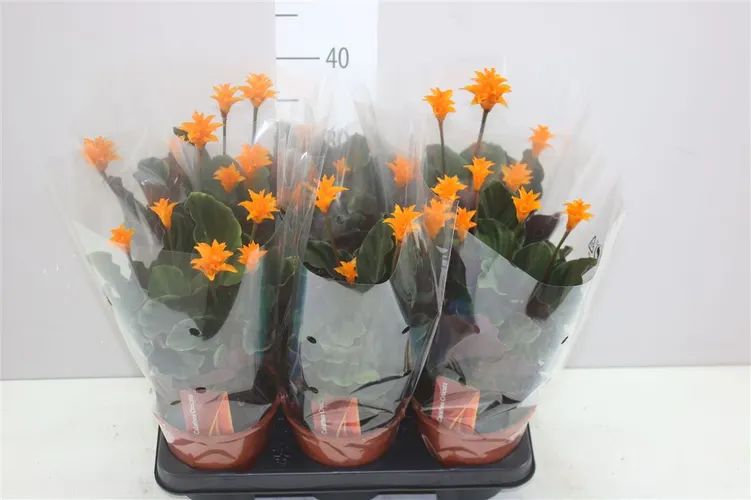 Calathea Crocata 5+ črepník 14 cm