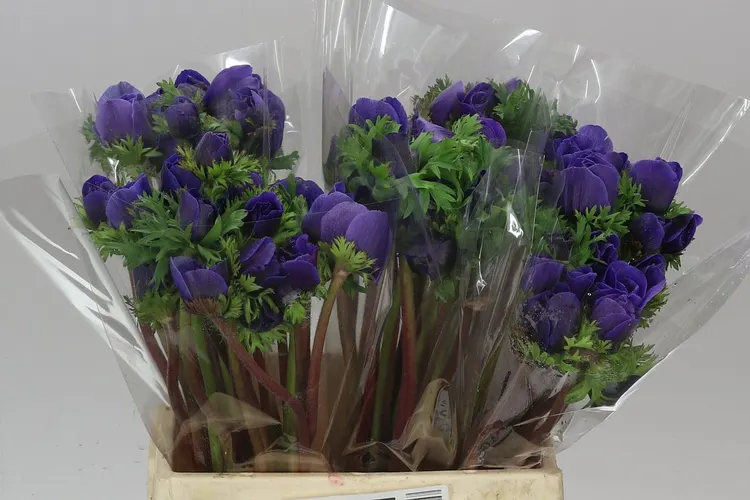 Anemonen Mistral Blue 40 cm