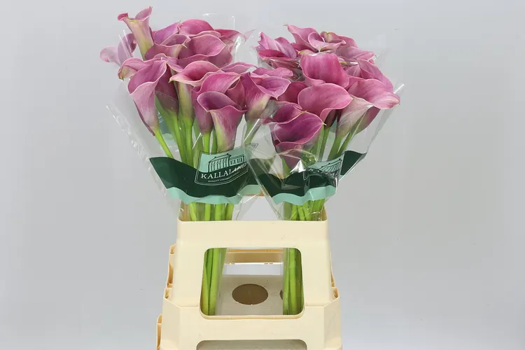 Zant Capt Romance 65 cm
