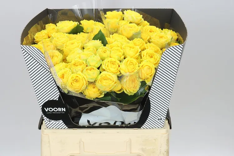 Rosa Tr Luna Trendsetter 60 cm
