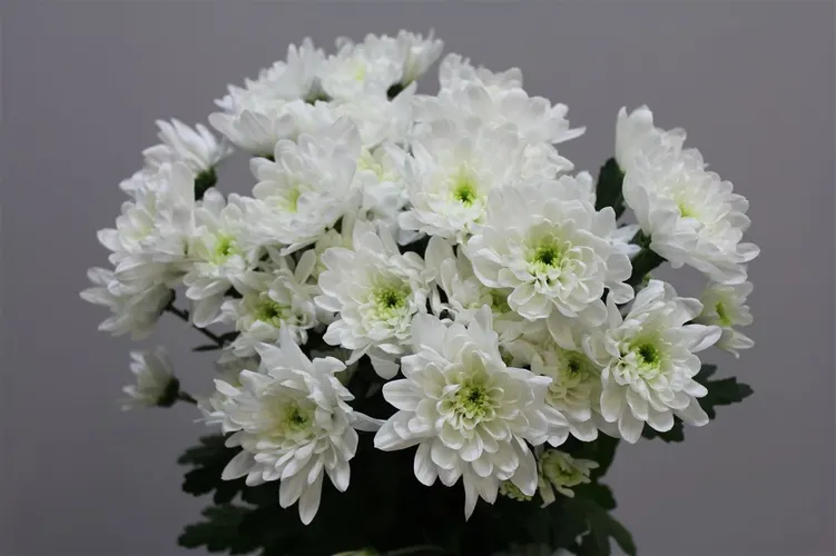 Chr T Baltica 70 cm