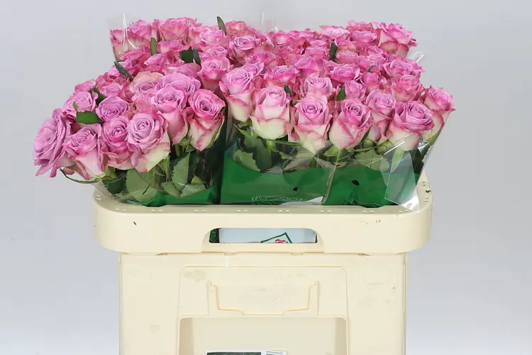 Rosa Gr Thriller 60 cm
