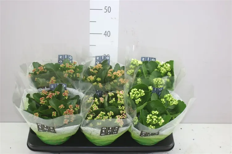 Kalanchoe Calandiva Mix črepník 15 cm