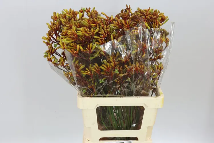 Anigozanthos Orange Velvet 70 cm
