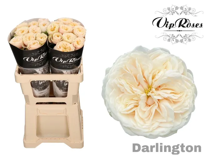 R Gr Darlington X20 60 cm