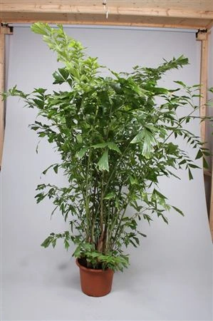 Caryota Mitis črepník 45 cm