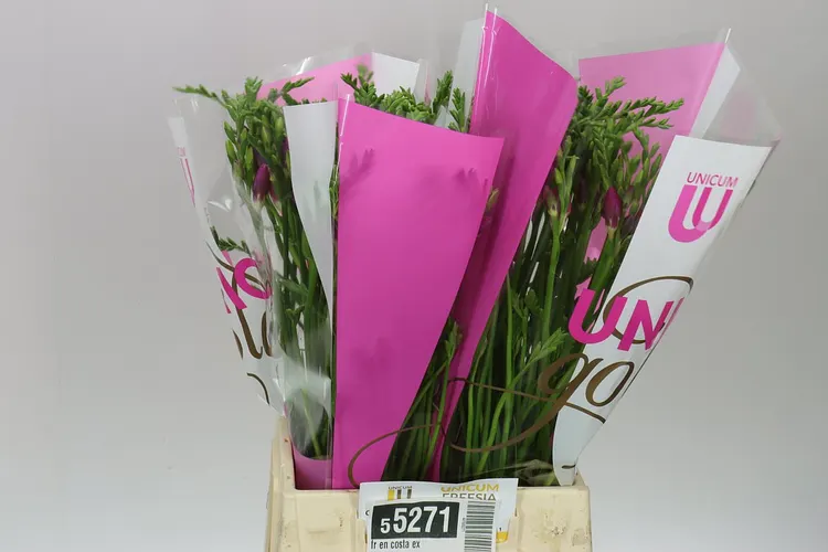 Frézia jednoduchá Costa 52 cm