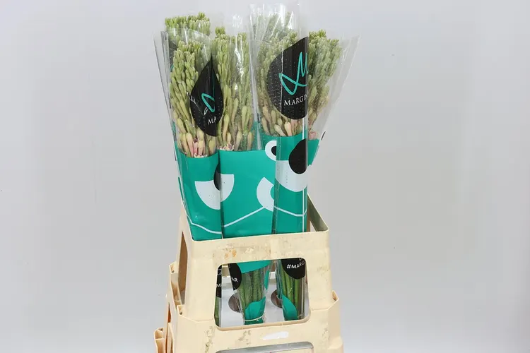 Polianthus Tu Elsa 70 cm