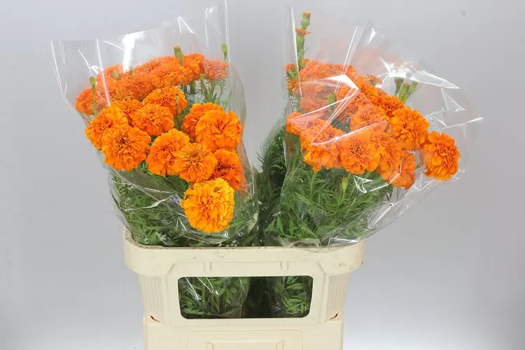 Tagetes E Promise Orange 80 cm