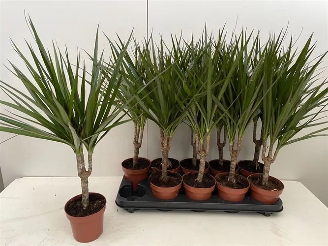 Dracaena Marginata 1 Stam črepník 12 cm