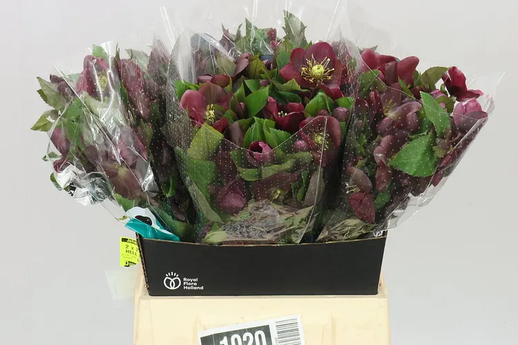 Helleborus Classic One Red 45 cm