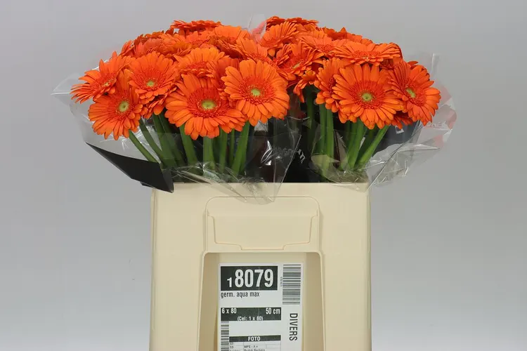 Germini Aqua Max 50 cm