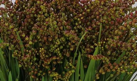 Crocosmia Berries Red 70 cm